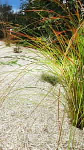 Paillage sol jardin sec