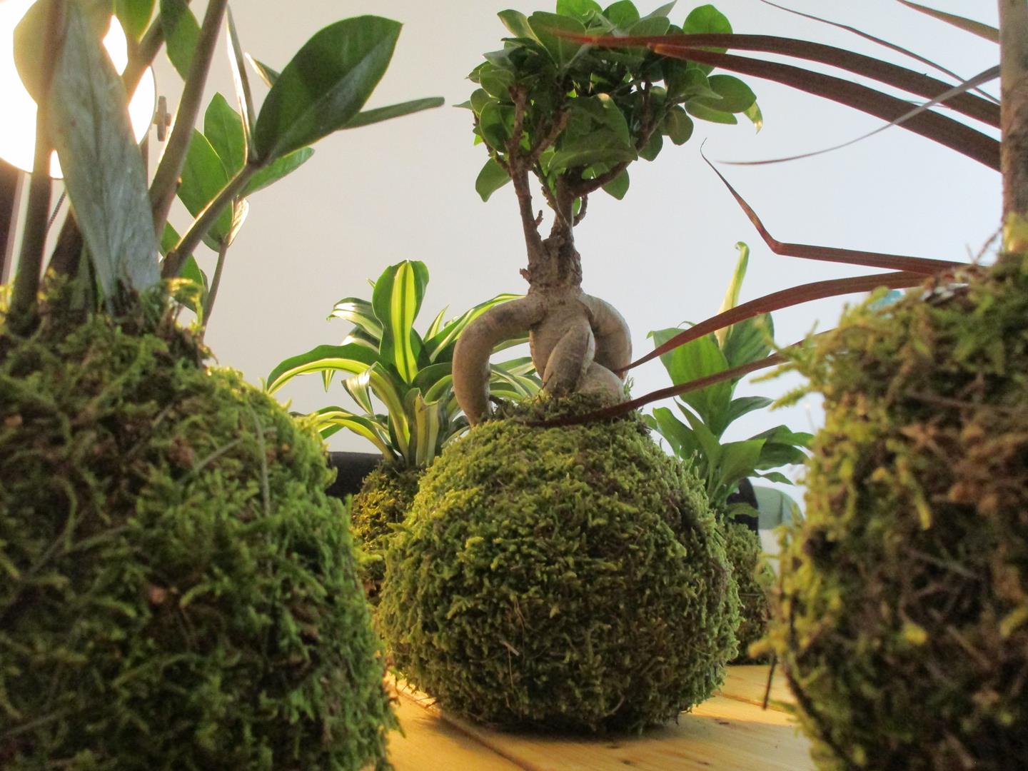 Macro forêt de kokedamas