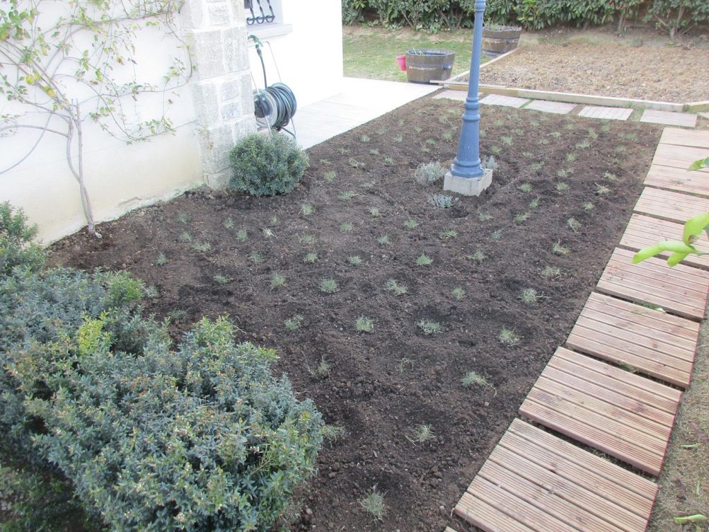 Plantation de Zoysia Période de plantation végétaux