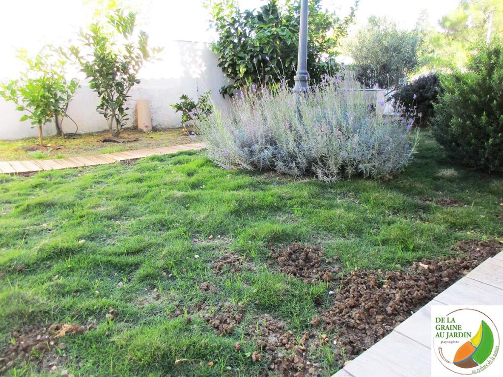 Gazon alternatif évolution 6 mois Zoysia Gazon alternatif à Lattes, près de montpellier