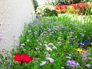 Prairie fleurie