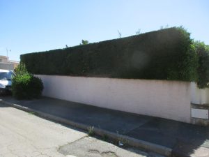 Taille de haie à Saint-Aunès