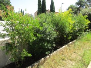 Haie variée près de Montpellier
