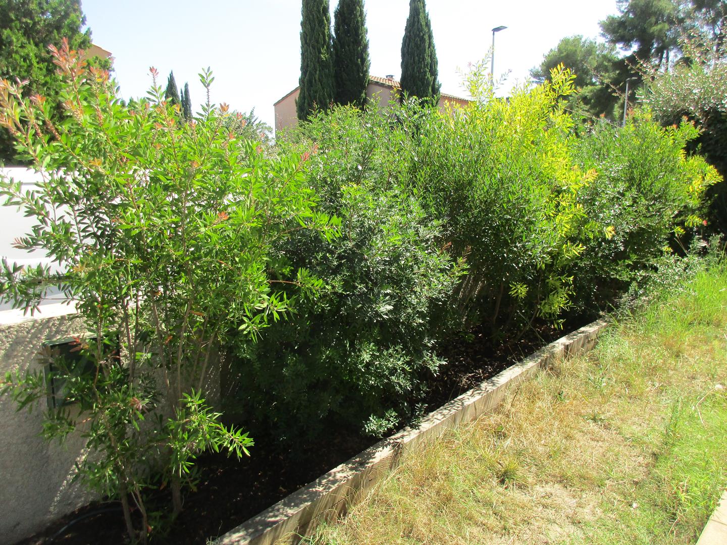 Haie variée près de Montpellier