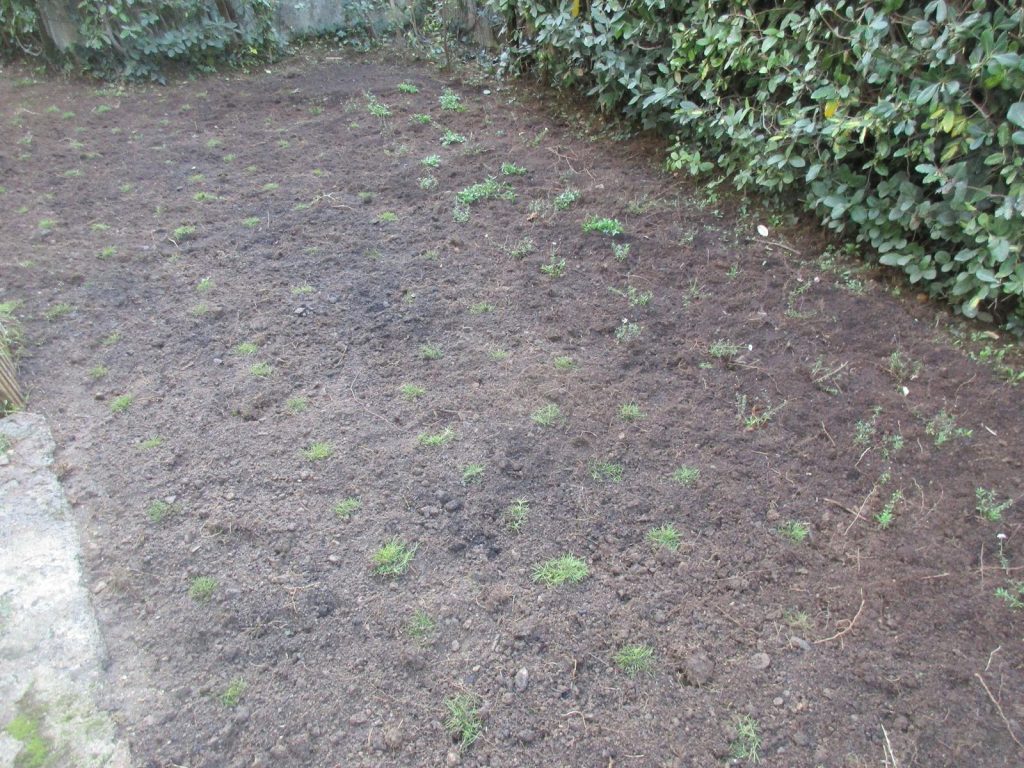 Griffage du gazon alternatif après entretien Griffage entretien jardin