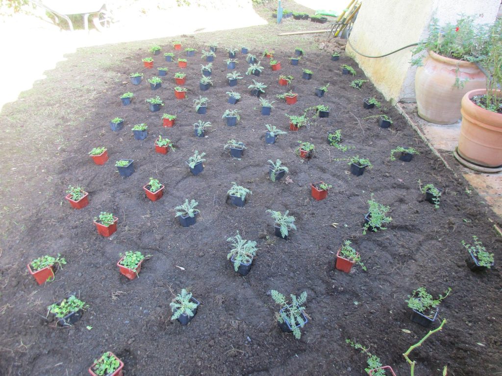 Gazon alternatif: la quinconce Quinconce plantation gazon alternatif