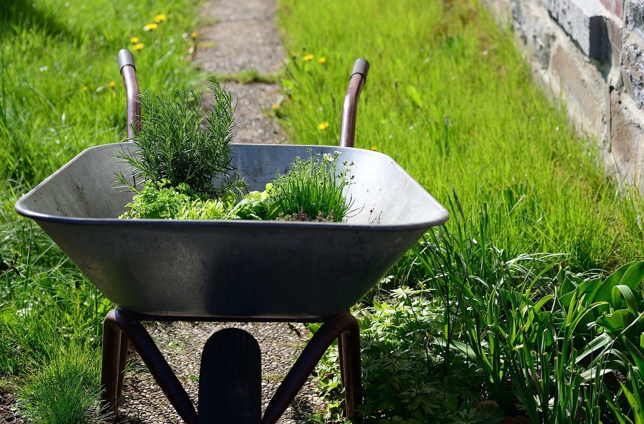 garden, nature, herbs, wheelbarrow, gardening, plants, greens, wheelbarrow, wheelbarrow, wheelbarrow, wheelbarrow, wheelbarrow
