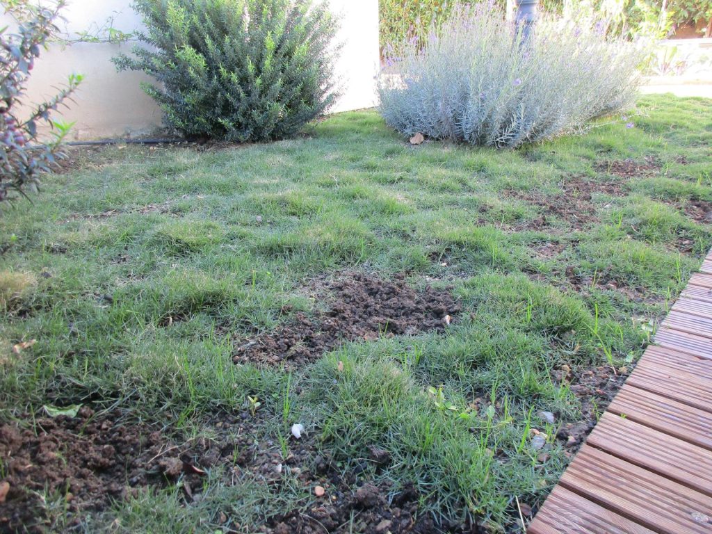 Plantation d'un Zoysia tenuifolia Zoysia tenuifolia +4 mois