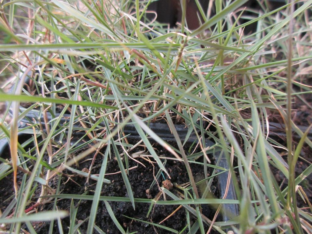 Zoysia tenuifolia sécheresse Zoysia tenuifolia désséché