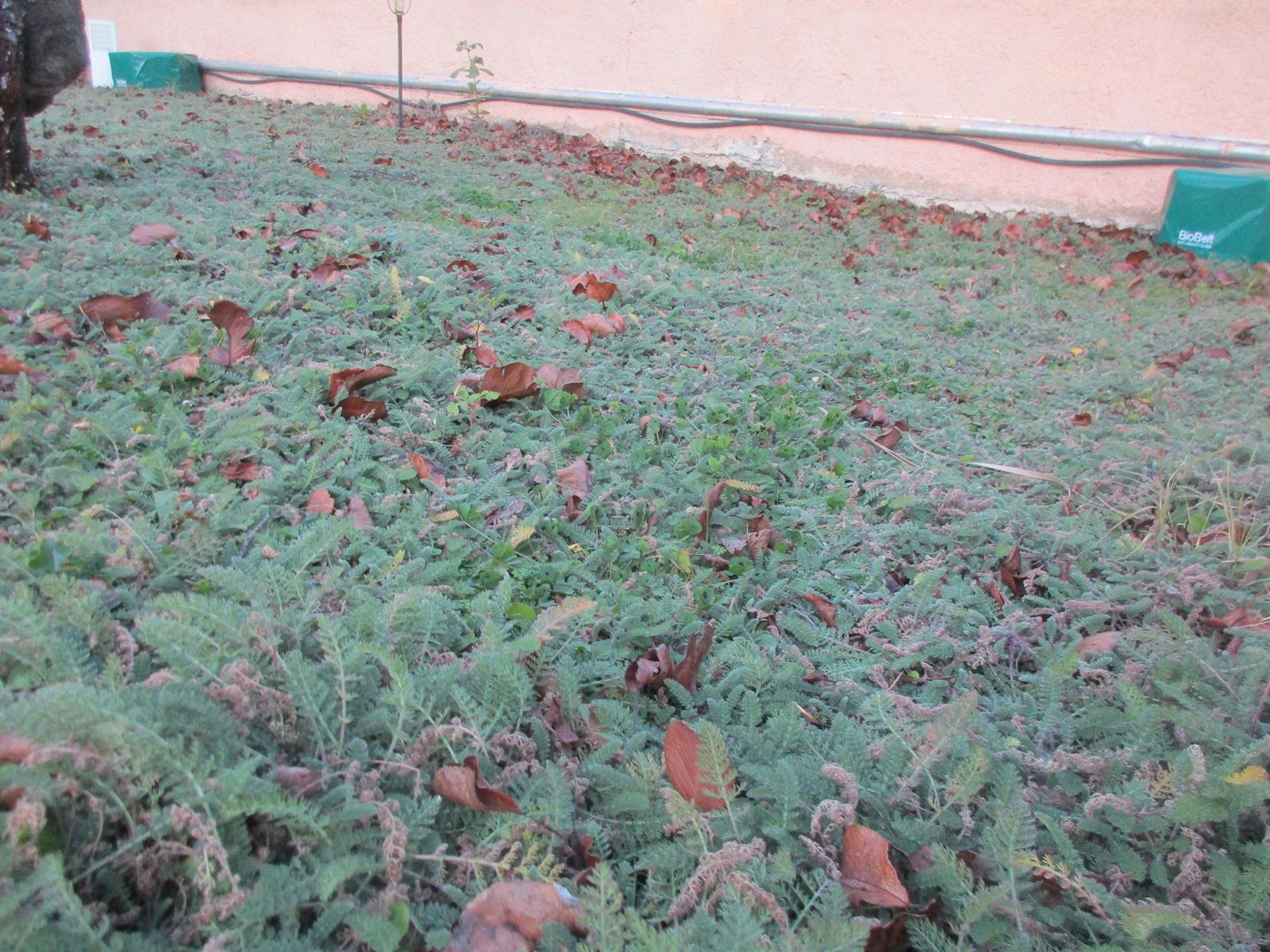 Gazon alternatif jardin Castries