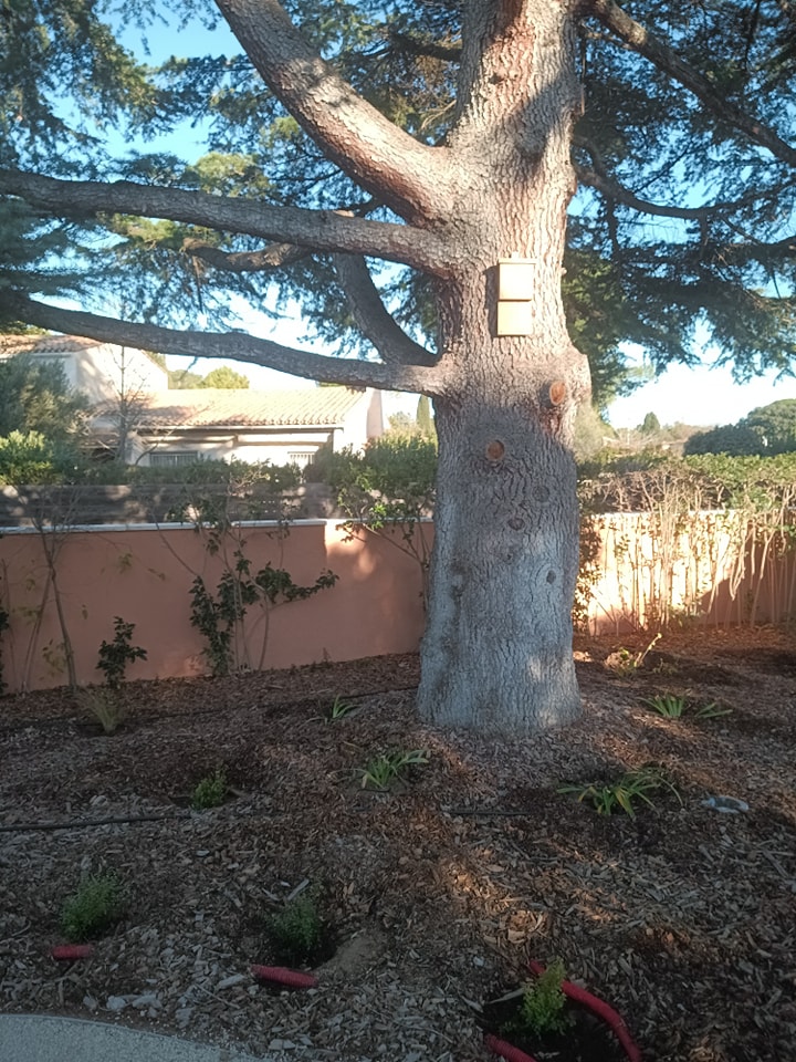 Nichoir à pipistrelles jardin Montpellier