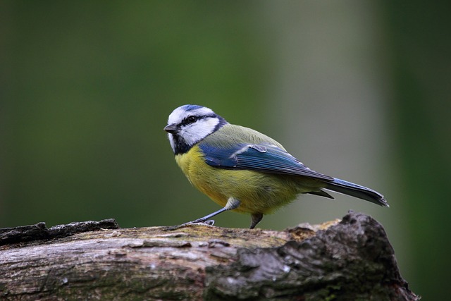 Mésange bleue nichoir jardin Montpellier