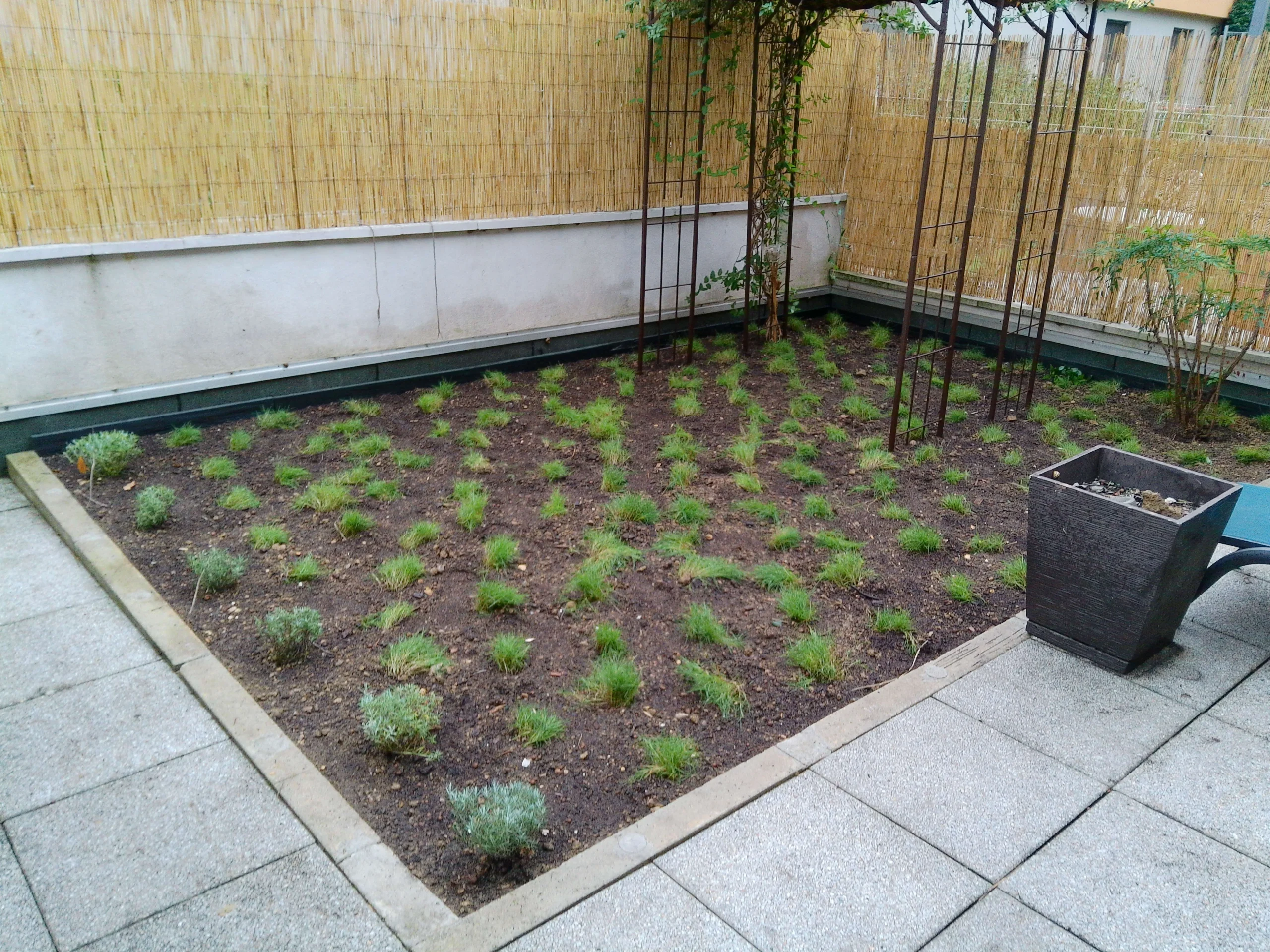 Parterre de Zoysia tenuifolia, alternative végétale au gazon classique