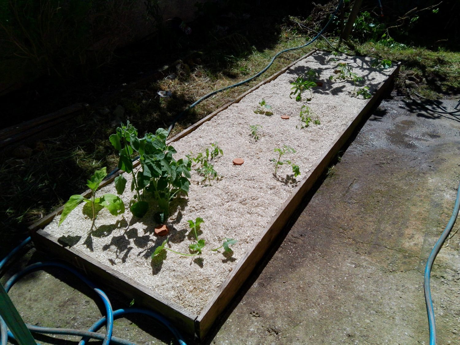 Potager de particulier avec paillage, exemple d’une zone productive dans un jardin vivant