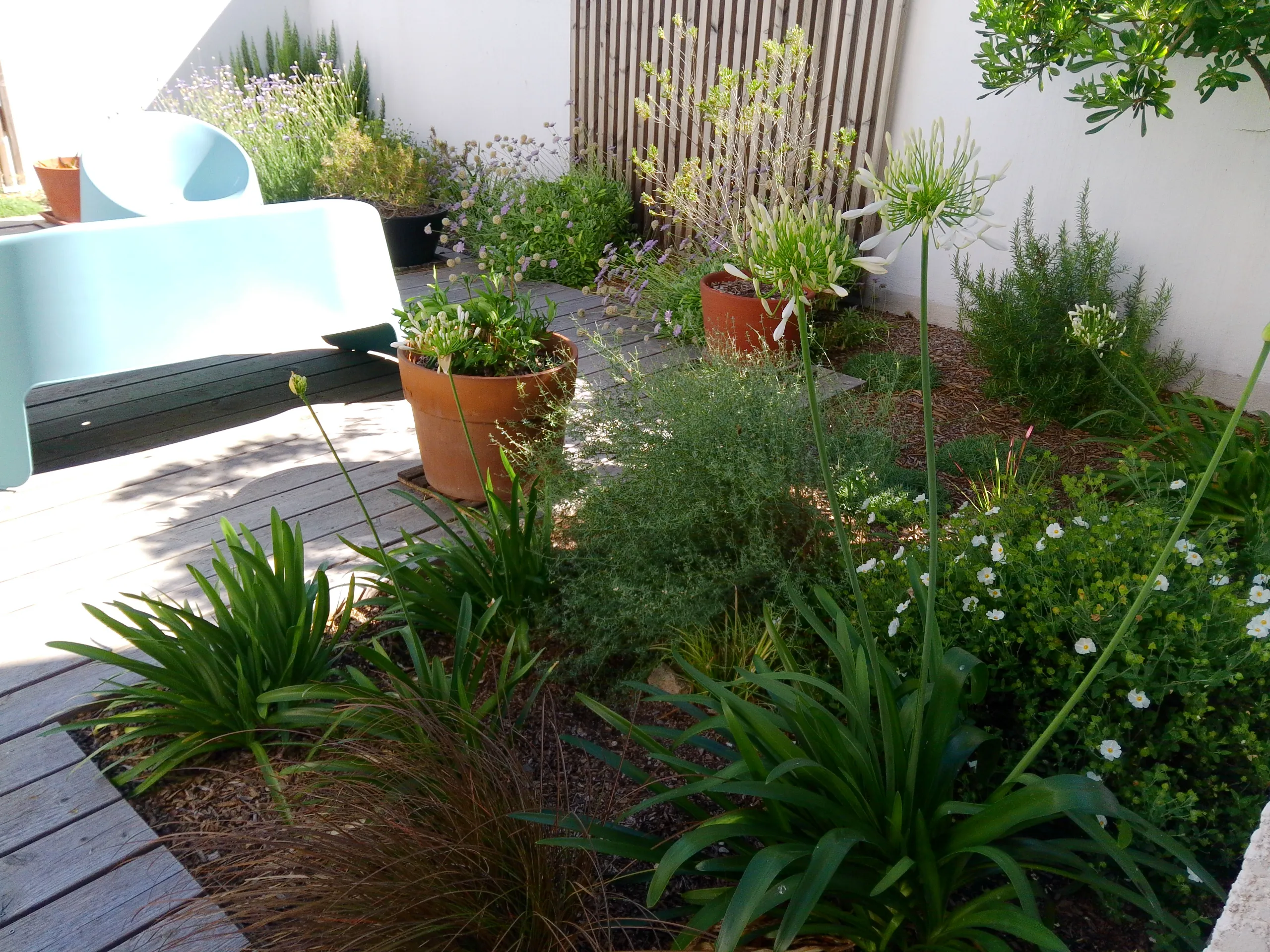 Jardin méditerranéen avec plantations adaptées au climat local