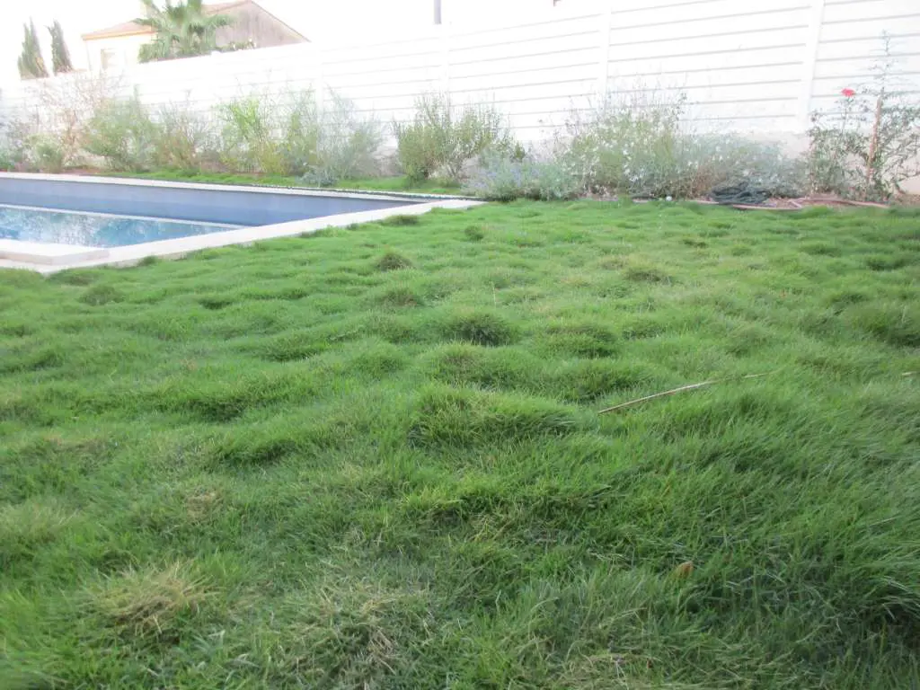 Zoysia tenuifolia en bord de piscine