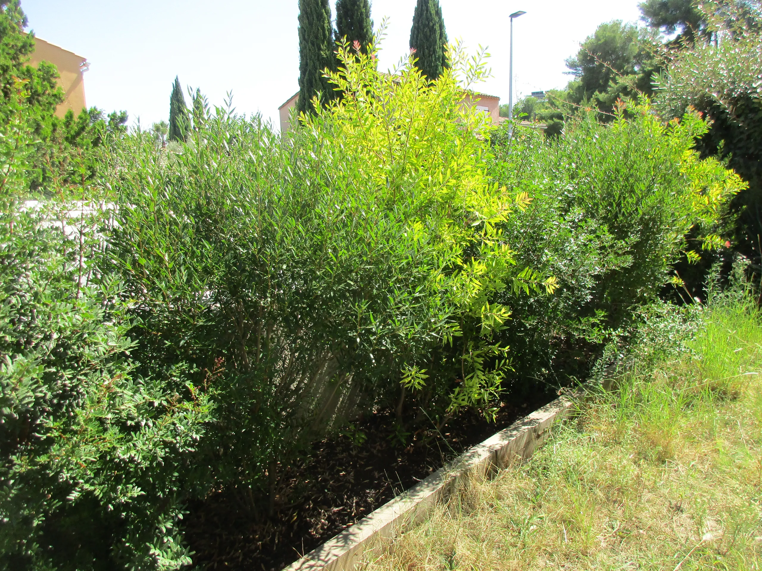 Haie arbustive méditerranéenne, exemple de structuration d’un jardin